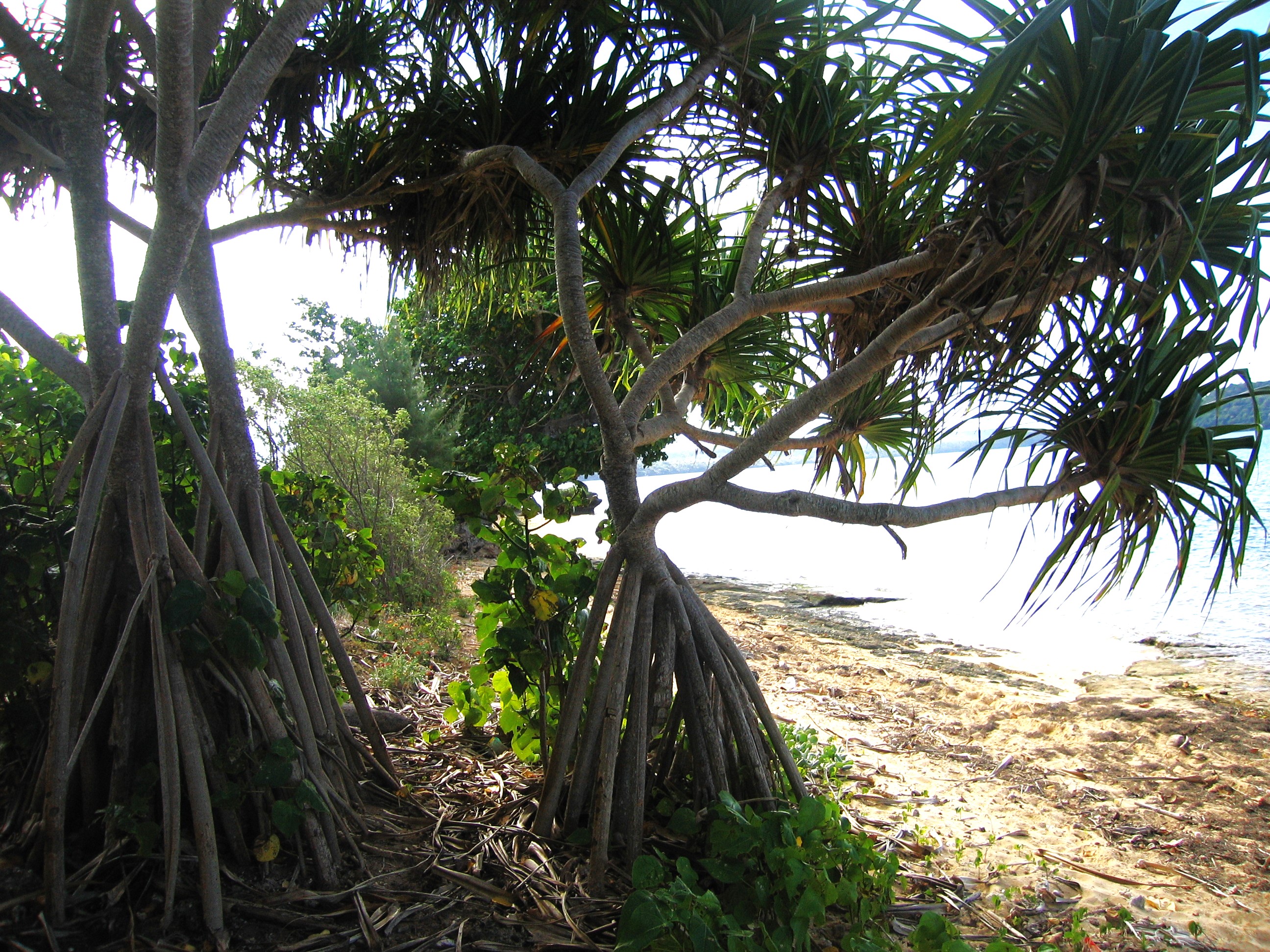 Kapa Island beach, Tonga SouthPacificRealEstate